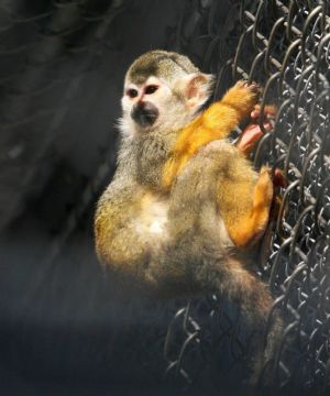 A squirrel monkey enjoys warm sunshine at Suzhou Zoo of Suzhou City, east China&apos;s Jiangsu Province, Jan. 12, 2010. [Hang Xingwei/Xinhua]