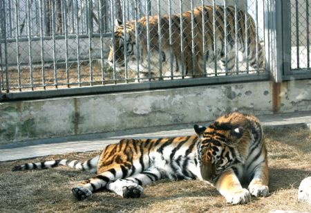 Tigers enjoy warm sunshine at Suzhou Zoo of Suzhou City, east China&apos;s Jiangsu Province, Jan. 12, 2010. [Hang Xingwei/Xinhua]