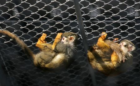 Two squirrel monkeys enjoy warm sunshine at Suzhou Zoo of Suzhou City, east China&apos;s Jiangsu Province, Jan. 12, 2010. [Hang Xingwei/Xinhua]