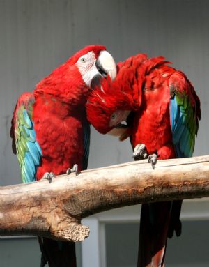 Two macaws enjoy warm sunshine at Suzhou Zoo of Suzhou City, east China&apos;s Jiangsu Province, Jan. 12, 2010. [Hang Xingwei/Xinhua]