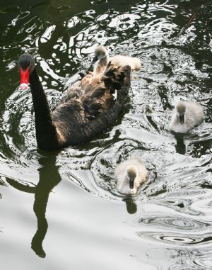 A family of black swans enjoy warm sunshine at Suzhou Zoo of Suzhou City, east China&apos;s Jiangsu Province, Jan. 12, 2010. [Hang Xingwei/Xinhua]