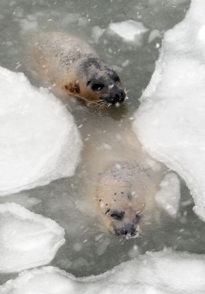 Two harbor seals swim in ice water at the ecological seal bay near Yantai City, east China&apos;s Shandong Province, Jan. 13, 2010. Affected by the cold wave, over 60 harbor seals living in this water area were trapped by ice. Workers of the scenic area broke ice and put in food to help harbor seals return to their normal life. [Shen Jizhong/Xinhua]