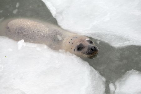 A harbor seal swims in ice water at the ecological seal bay near Yantai City, east China&apos;s Shandong Province, Jan. 13, 2010. Affected by the cold wave, over 60 harbor seals living in this water area were trapped by ice. Workers of the scenic area broke ice and put in food to help harbor seals return to their normal life. [Shen Jizhong/Xinhua]