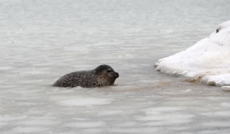 A harbor seal swims in ice water at the ecological seal bay near Yantai City, east China&apos;s Shandong Province, Jan. 13, 2010. Affected by the cold wave, over 60 harbor seals living in this water area were trapped by ice. Workers of the scenic area broke ice and put in food to help harbor seals return to their normal life. [Shen Jizhong/Xinhua]