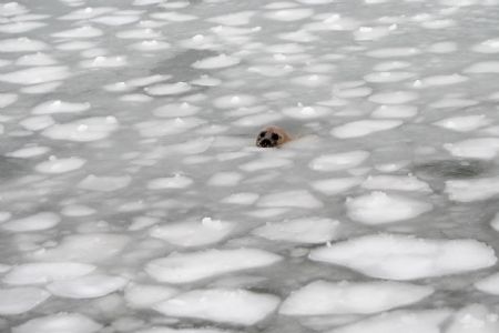 A harbor seal swims in ice water at the ecological seal bay near Yantai City, east China&apos;s Shandong Province, Jan. 13, 2010. Affected by the cold wave, over 60 harbor seals living in this water area were trapped by ice. Workers of the scenic area broke ice and put in food to help harbor seals return to their normal life. [Shen Jizhong/Xinhua]