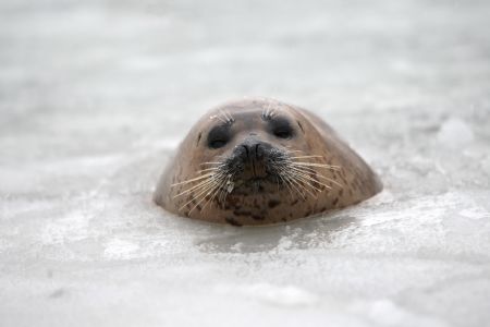 A harbor seal swims in ice water at the ecological seal bay near Yantai City, east China&apos;s Shandong Province, Jan. 13, 2010. Affected by the cold wave, over 60 harbor seals living in this water area were trapped by ice. Workers of the scenic area broke ice and put in food to help harbor seals return to their normal life. [Shen Jizhong/Xinhua] 