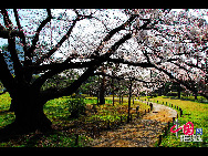 A cherry blossom is the name for the flower of cherry trees known as Sakura in Japanese.It is the national flower of Japan.In English, the word 'sakura' is equivalent to the Japanese flowering cherry.To honor its beauty, and short life span, the Japanese celebrate its arrival with a yearly festival. [Photo by Han Jiajun]