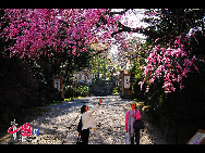 A cherry blossom is the name for the flower of cherry trees known as Sakura in Japanese.It is the national flower of Japan.In English, the word 'sakura' is equivalent to the Japanese flowering cherry.To honor its beauty, and short life span, the Japanese celebrate its arrival with a yearly festival. [Photo by Han Jiajun]