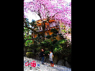 A cherry blossom is the name for the flower of cherry trees known as Sakura in Japanese.It is the national flower of Japan.In English, the word 'sakura' is equivalent to the Japanese flowering cherry.To honor its beauty, and short life span, the Japanese celebrate its arrival with a yearly festival. [Photo by Han Jiajun]