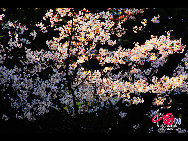 A cherry blossom is the name for the flower of cherry trees known as Sakura in Japanese.It is the national flower of Japan.In English, the word 'sakura' is equivalent to the Japanese flowering cherry.To honor its beauty, and short life span, the Japanese celebrate its arrival with a yearly festival. [Photo by Han Jiajun]