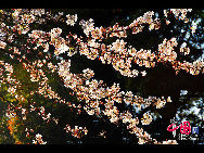 A cherry blossom is the name for the flower of cherry trees known as Sakura in Japanese.It is the national flower of Japan.In English, the word 'sakura' is equivalent to the Japanese flowering cherry.To honor its beauty, and short life span, the Japanese celebrate its arrival with a yearly festival. [Photo by Han Jiajun]