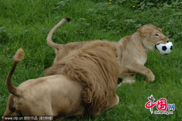 Triton chases one of the female lions that is playing with his football in his enclosure at Johannesburg Zoo in Johannesburg, South Africa. [CFP]