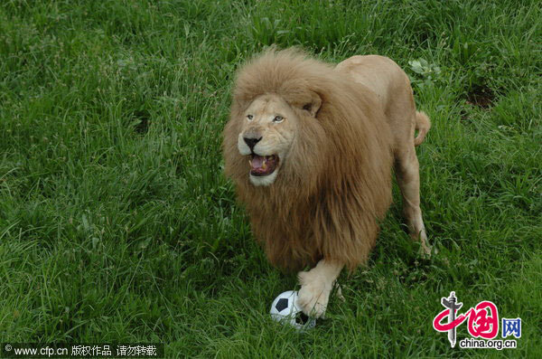 Triton plays with his football in his enclosure at Johannesburg Zoo in Johannesburg, South Africa. [CFP]