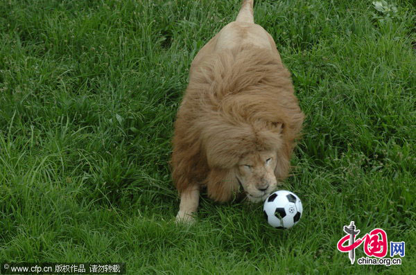 Triton plays with his football in his enclosure at Johannesburg Zoo in Johannesburg, South Africa. [CFP]