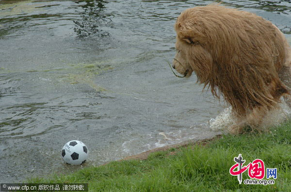 Triton plays with his football in his enclosure at Johannesburg Zoo in Johannesburg, South Africa. [CFP]