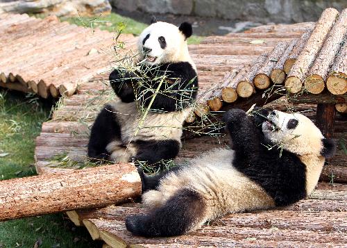 Giant pandas play at Shanghai Zoo in Shanghai, the host city of the 2010 World Expo, in east China, Jan. 15, 2010. Ten giant pandas settled here in Jan. 5. They will be shown to the public on Jan. 20 after days&apos; quarantine and adapting to the new environment.[Fan Jun/Xinhua]