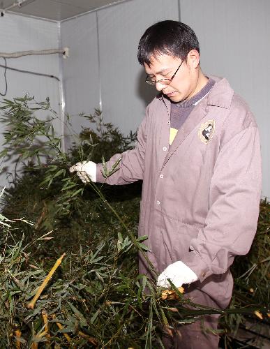 Feeder Li Guo selects bamboos for giant pandas at Shanghai Zoo in Shanghai, the host city of the 2010 World Expo, in east China, Jan. 15, 2010. [Xinhua]