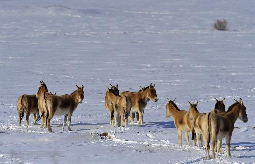 Kiangs are seen in snow-covered Junggar Basin in northwest China's Xinjiang Uygur Autonomous Region, Jan. 19, 2010. Large flocks of wild animals have been seen moving from the Altay pasture and the northern Junggar Basin, heading for hinterland of Junggar Basin for food and warmer weathers after the northern areas in Xinjiang was suffering from the worst snow in 60 years, with snow accumulating to 50 centimeters deep on the average and 1-2 meters in mountainous areas. [Xinhua]
