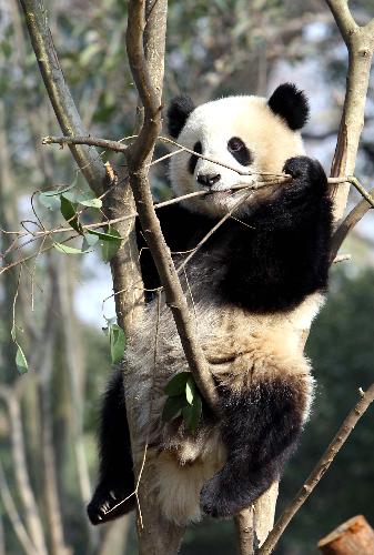 A giant panda plays at Shanghai Zoo in Shanghai, the host city of the 2010 World Expo, in east China, Jan. 15, 2010.[Xinhua] 