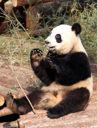 A giant panda plays at Shanghai Zoo in Shanghai, the host city of the 2010 World Expo, in east China, Jan. 15, 2010.[Xinhua]