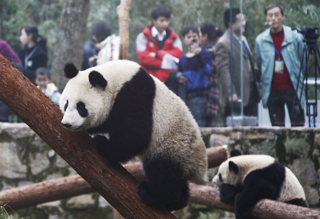 Giant pandas play at Shanghai Zoo in Shanghai, the host city of the 2010 World Expo, in east China, Jan. 20, 2010. The ten pandas are on show to the public on Wednesday after they settled here Jan. 5. [Xinhua]