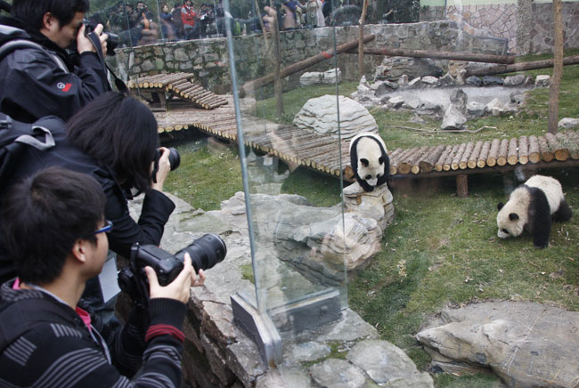 Giant pandas play at Shanghai Zoo in Shanghai, the host city of the 2010 World Expo, in east China, Jan. 20, 2010. The ten pandas are on show to the public on Wednesday after they settled here Jan. 5. [Xinhua]