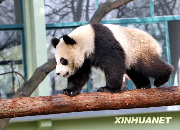 The file photo taken on Jan. 15 shows a gaint panda plays at Shanghai Zoo in Shanghai, the host city of the 2010 World Expo, in east China, Jan. 20, 2010. The ten pandas are on show to the public on Wednesday after they settled here Jan. 5. [Xinhua]