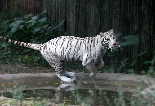 The Albino tiger Kaili runs in a pond at Xiangjiang Safari park, in Guangzhou, capital of south China&apos;s Guangdong Province, Jan. 21, 2010. Thursday was Kaili&apos;s 15th birthday. The life span of an albino tiger is usually 15 to 18 years. The albino tiger Kaili was imported from Sweden in 1997, and had bred 60 albino tigers in eight years. [Liu Dawei/Xinhua] 