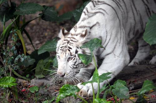 The Albino tiger Kaili is seen at Xiangjiang Safari park, in Guangzhou, capital of south China&apos;s Guangdong Province, Jan. 21, 2010. Thursday was Kaili&apos;s 15th birthday. [Liu Dawei/Xinhua]