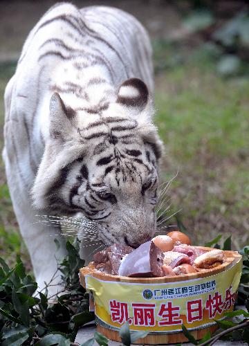 The Albino tiger Kaili eats meat at Xiangjiang Safari park, in Guangzhou, capital of south China&apos;s Guangdong Province, Jan. 21, 2010. [Liu Dawei/Xinhua]