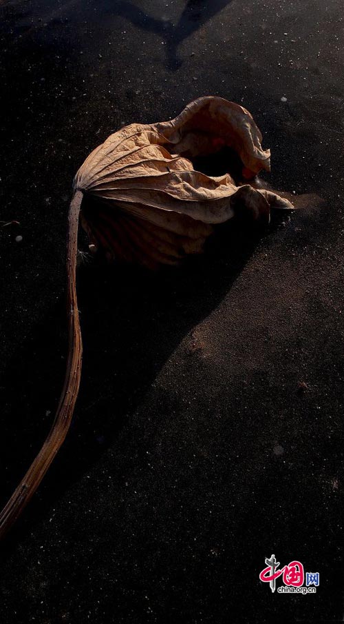 Photo taken on Dec. 7, 2008 shows a piece of dead leaf was frozen by ice after falled into Binhe lake in Mentougou district, Beijing. [Peng Wei/China.org.cn]