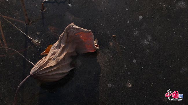 Photo taken on Dec. 7, 2008 shows a piece of dead leaf was frozen by ice after falled into Binhe lake in Mentougou district, Beijing. [Peng Wei/China.org.cn]