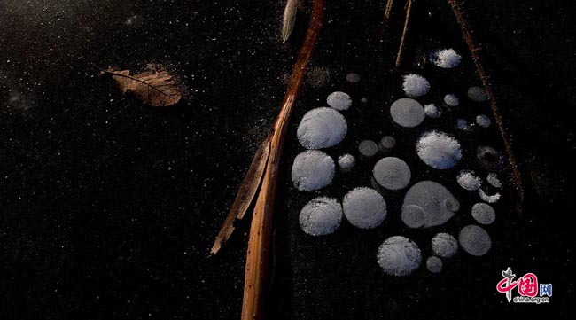 Photo taken on Dec. 7, 2008 shows a piece of dead leaf was frozen by ice after falled into Binhe lake in Mentougou district, Beijing. [Peng Wei/China.org.cn]