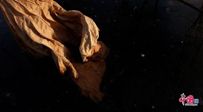 Photo taken on Dec. 7, 2008 shows a piece of dead leaf was frozen by ice after falled into Binhe lake in Mentougou district, Beijing. [Peng Wei/China.org.cn]