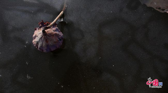Photo taken on Dec. 7, 2008 shows a piece of dead leaf was frozen by ice after falled into Binhe lake in Mentougou district, Beijing. [Peng Wei/China.org.cn]