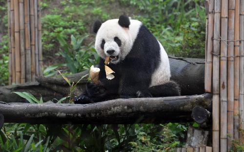 Giant panda Tuantuan eats bamboo shoot in Taipei Zoo of Taipei, southeast China's Taiwan Province, Jan. 24, 2010. A party is held in the zoo on Sunday celebrating the one year anniversary of the first public appearance of the Giant pandas Tuantuan and Yuanyuan in Taiwan. The two pandas arrived in Taipei Zoo on Dec. 23, 2008 and made the first appearance on Jan. 24, 2009.