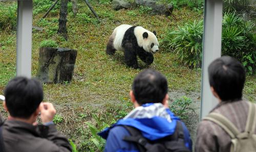 Visitors take photos of giant panda Tuantuan in Taipei Zoo of Taipei, southeast China's Taiwan Province, Jan. 24, 2010. (Xinhua/Wu Ching-teng)