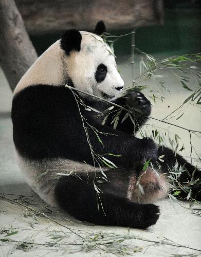 Giant panda Yuanyuan eats fresh bamboo in Taipei Zoo of Taipei, southeast China's Taiwan Province, Jan. 24, 2010. (Xinhua/Wu Ching-teng)