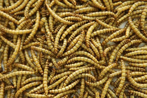 &apos;Larry has what he calls the worm ranch where he grows all of the insects for food products,&apos; revealed Katy.[CCTV.com]