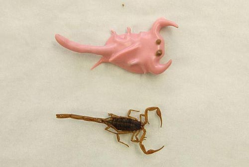  &apos;Many people think the scorpions are poisonous but when a scorpion dies it is not longer venomous...[CCTV.com]