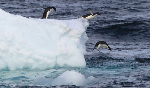 Three Adelie Penguins go for a swim one by one near Cape Burks, western Antarctica, one of two candidate sites for South Korea&apos;s second research base on the southernmost continent, January 24, 2010. [CFP]