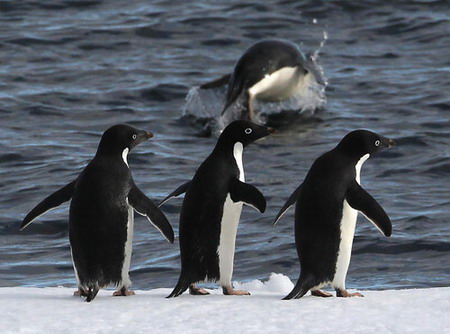 Penguins &apos;line up&apos; for diving show