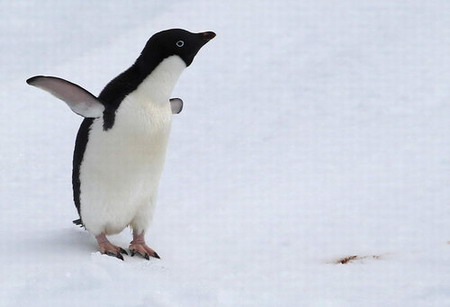 An Adelie penguin is seen near Cape Burks, western Antarctica, one of two candidate sites for South Korea&apos;s second research base on the southernmost continent, January 24, 2010.[CFP]