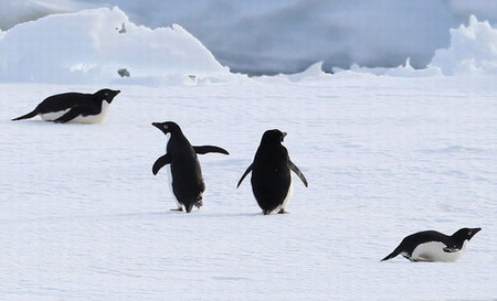 A group of Adelie penguins are seen in this photo taken aboard the Araon, South Korea&apos;s first icebreaker vessel, near Cape Burks, western Antarctica, one of two candidate sites for South Korea&apos;s second research base on the southernmost continent, January 24, 2010. [CFP]