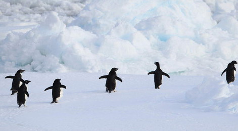 A group of Adelie penguins are seen in this photo taken aboard the Araon, South Korea&apos;s first icebreaker vessel, near Cape Burks, western Antarctica, one of two candidate sites for South Korea&apos;s second research base on the southernmost continent, January 24, 2010. The icebreaker vessel will conduct surveys at Cape Burks until early February 2010 before sailing to Terra Nova Bay, the second candidate site. The Araon left Christchurch, New Zealand on January 10, 2010 for its 40-day voyage.[CFP]