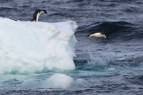 Penguins &apos;line up&apos; for diving show