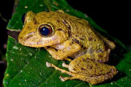 Tree Frog With Red Iris.[CCTV.com]