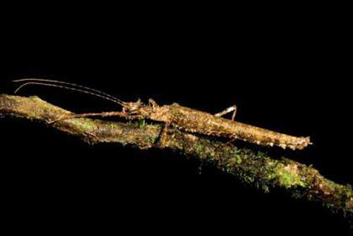 New Species of Stick Insect.[CCTV.com]