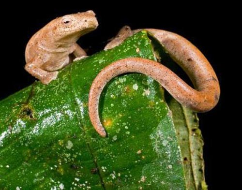 This lungless salamander, which breathes through its skin, is one of three similar species RAEI scientists spotted in Ecuadorian forests.[CCTV.com]