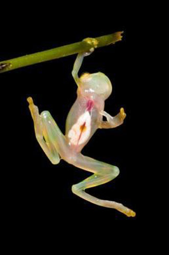 This so-called glass frog&apos;s transparent body lacks pigmentation and reveals its organs in action—including a beating heart.[CCTV.com]